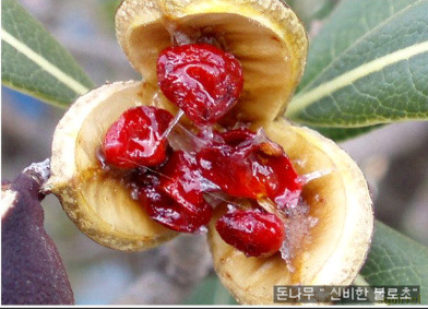 야생열매 이미지