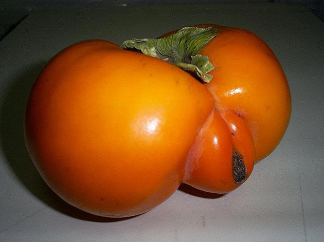 춤추는나무 이미지